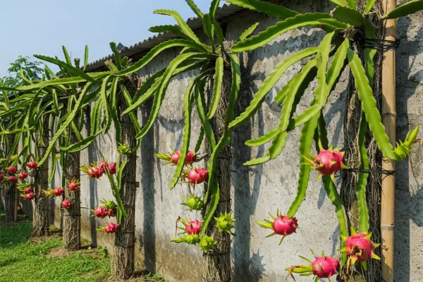 A Pitaia Cresce Melhor com Estrutura de Bambu Tratado para Produção Contínua